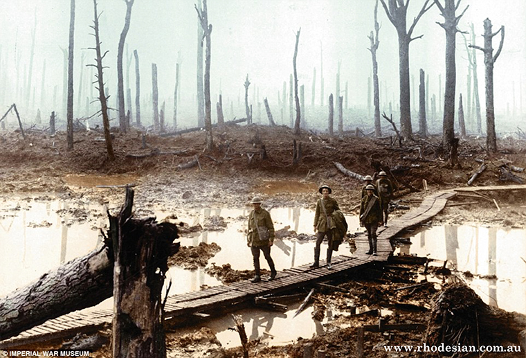 Photo of Chateaux Wood near Ypres at Flanders after action in WWI
